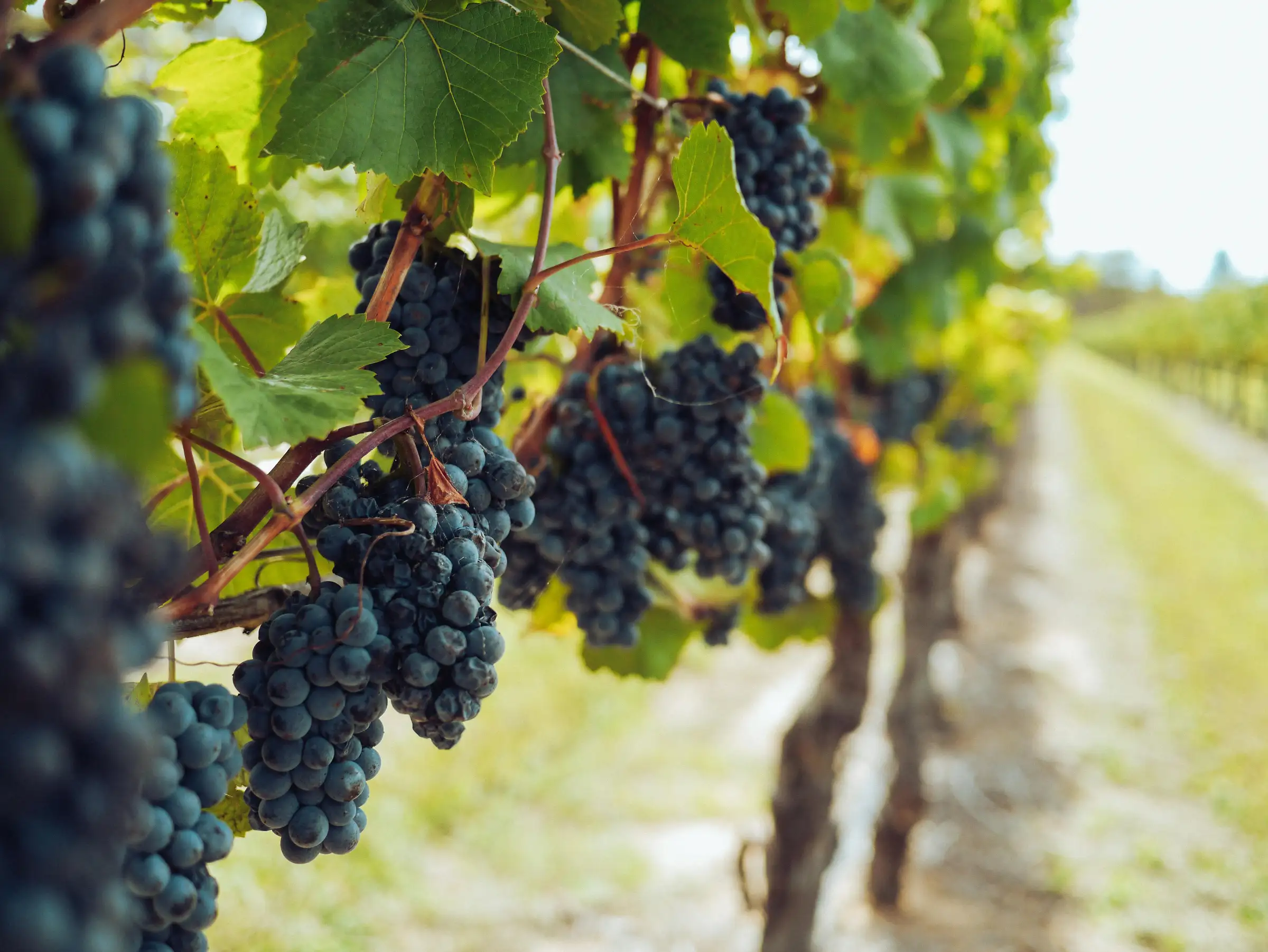 Grapes ready for harvest.